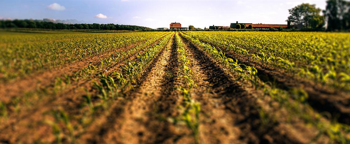 کشاورزی و دامداری